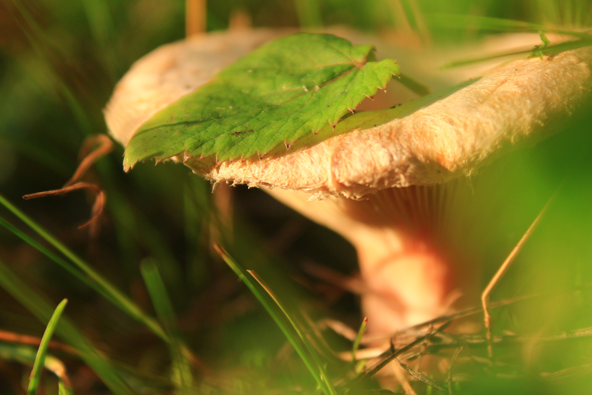 Canon EF-S 18-55mm F3.5-5.6 III sample photo. Mushroom and leaf photography