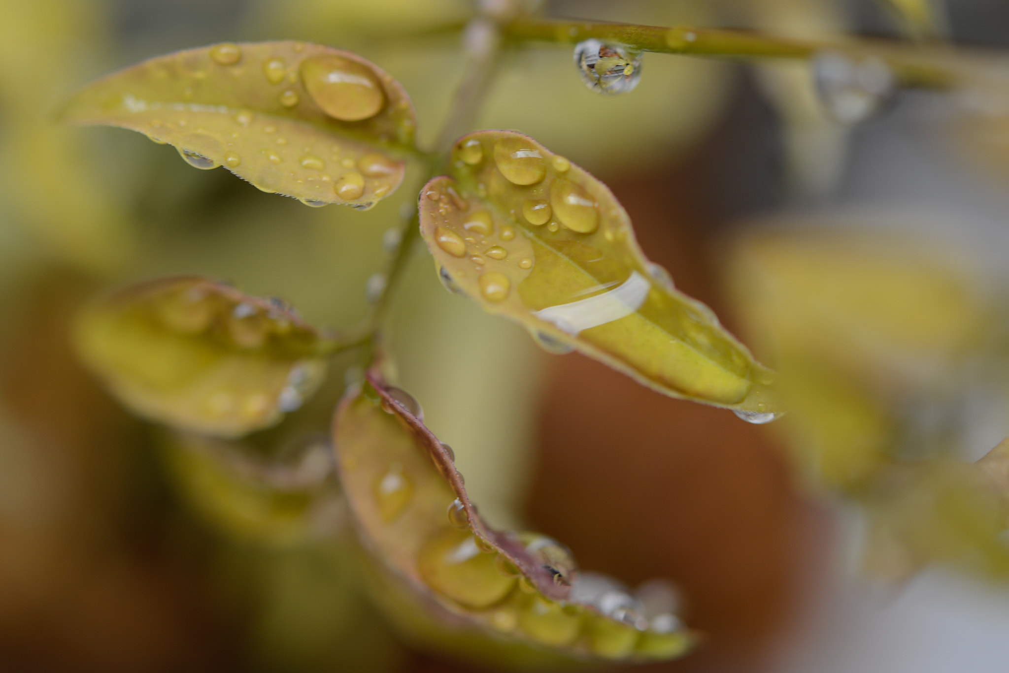 Nikon AF-S Micro-Nikkor 60mm F2.8G ED sample photo. Rain drops photography
