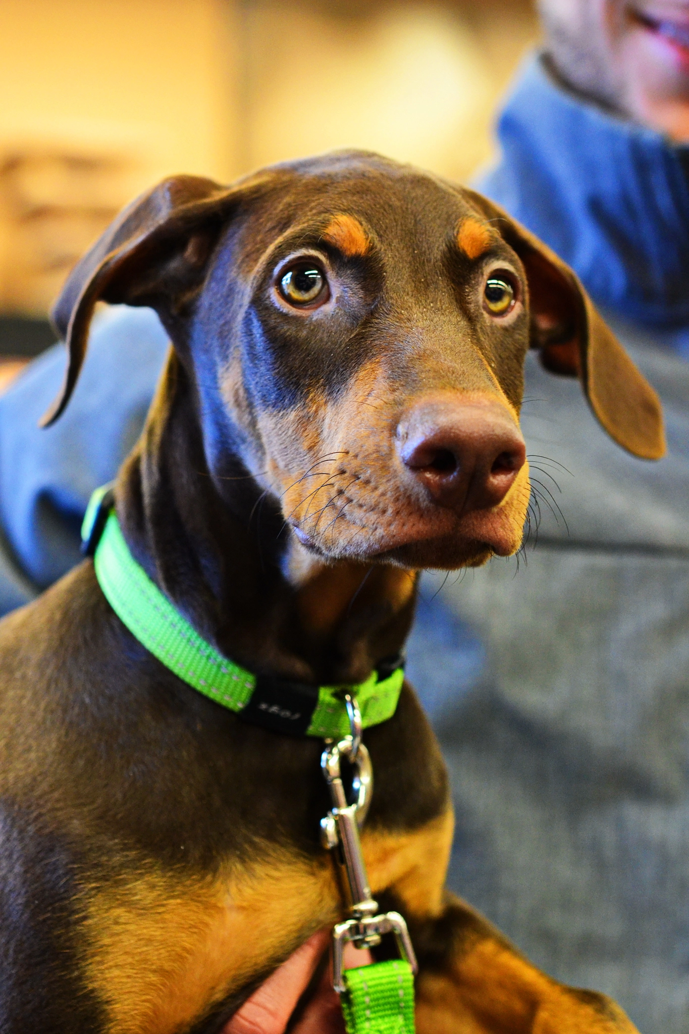 Nikon AF-S Micro-Nikkor 60mm F2.8G ED sample photo. Doberman pinscher puppy ed photography