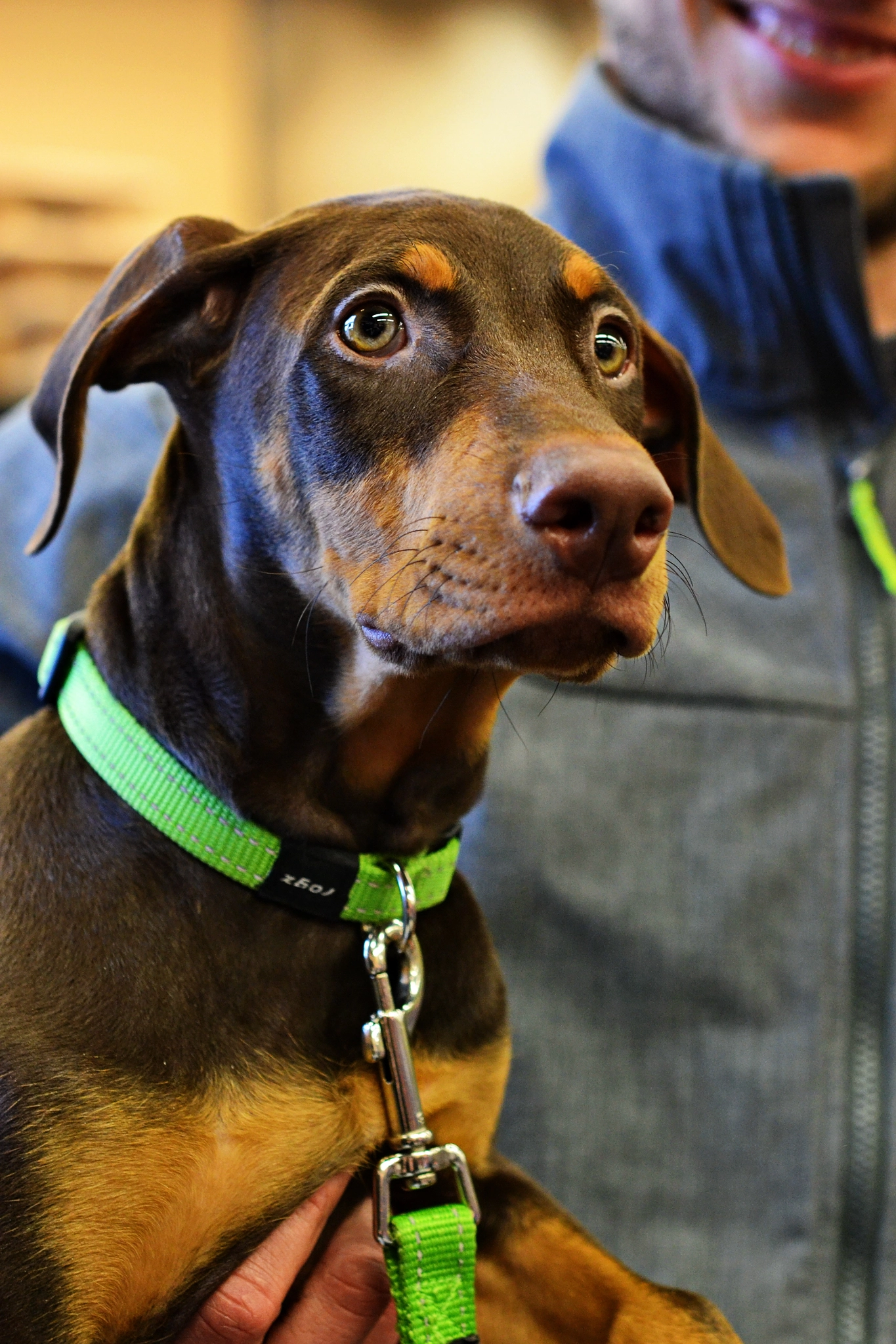 Nikon AF-S Micro-Nikkor 60mm F2.8G ED sample photo. Doberman pinscher puppy ed photography