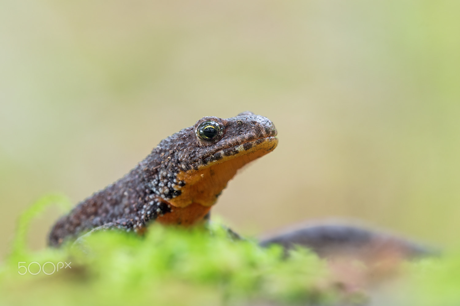 Sigma 150mm F2.8 EX DG Macro HSM sample photo. Newt photography