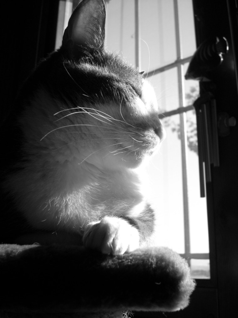 Nikon COOLPIX L11 sample photo. Purrsday poetry: luke was here photography