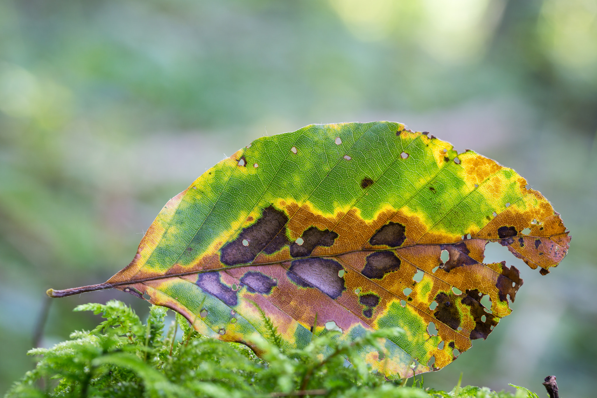 Sony a6000 + Tamron 18-270mm F3.5-6.3 Di II PZD sample photo. Herbstfarben photography