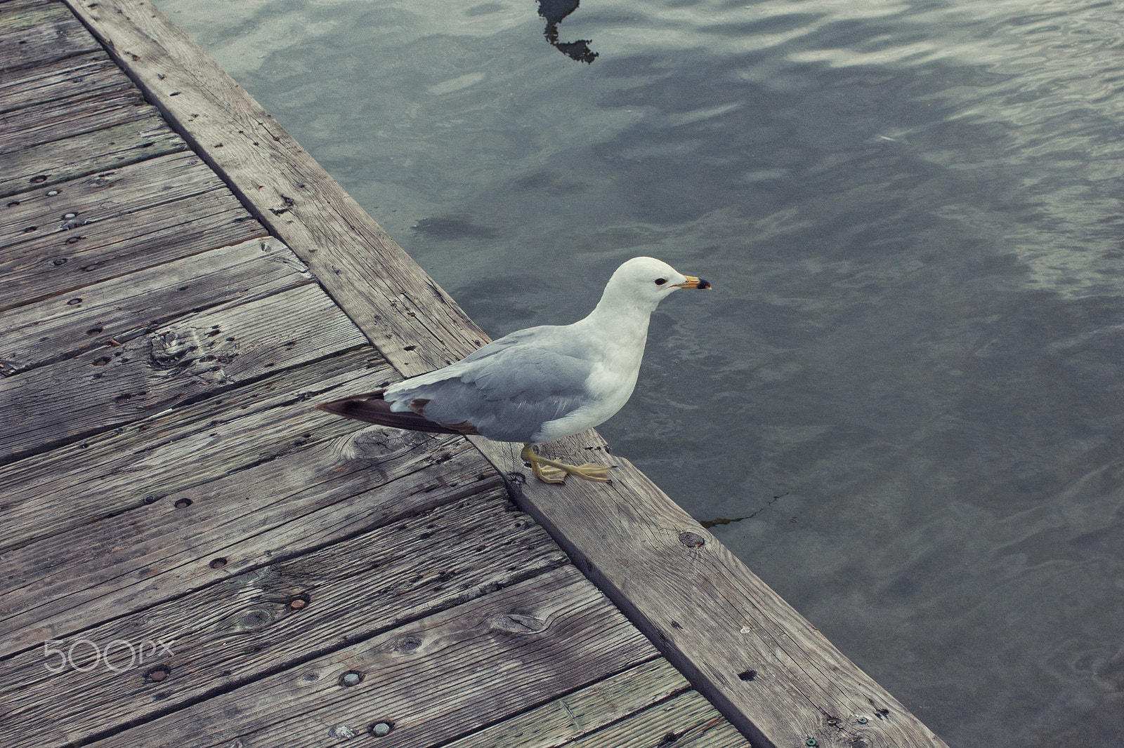 Canon EOS 650D (EOS Rebel T4i / EOS Kiss X6i) sample photo. Seagull photography