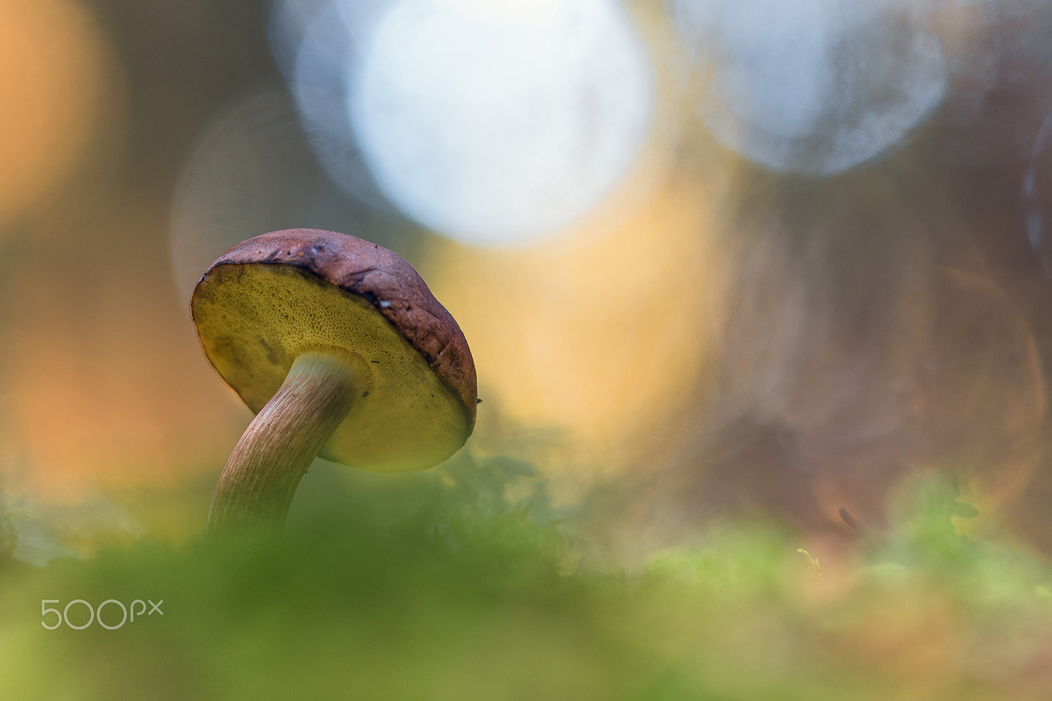 Sigma 150mm F2.8 EX DG Macro HSM sample photo. Magic forest ii (imleria badia) photography