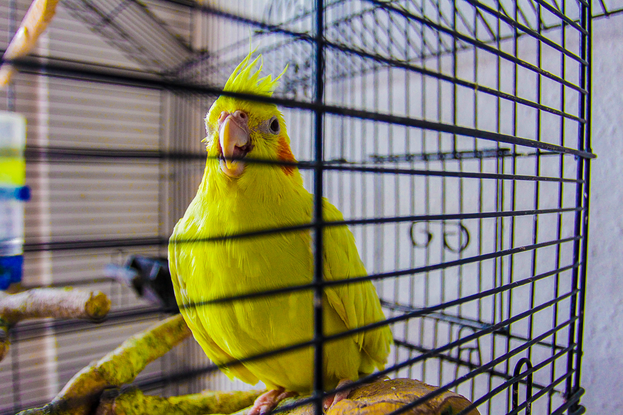 Canon EOS 700D (EOS Rebel T5i / EOS Kiss X7i) + Canon EF 17-40mm F4L USM sample photo. Bright yellow cockatiel photography