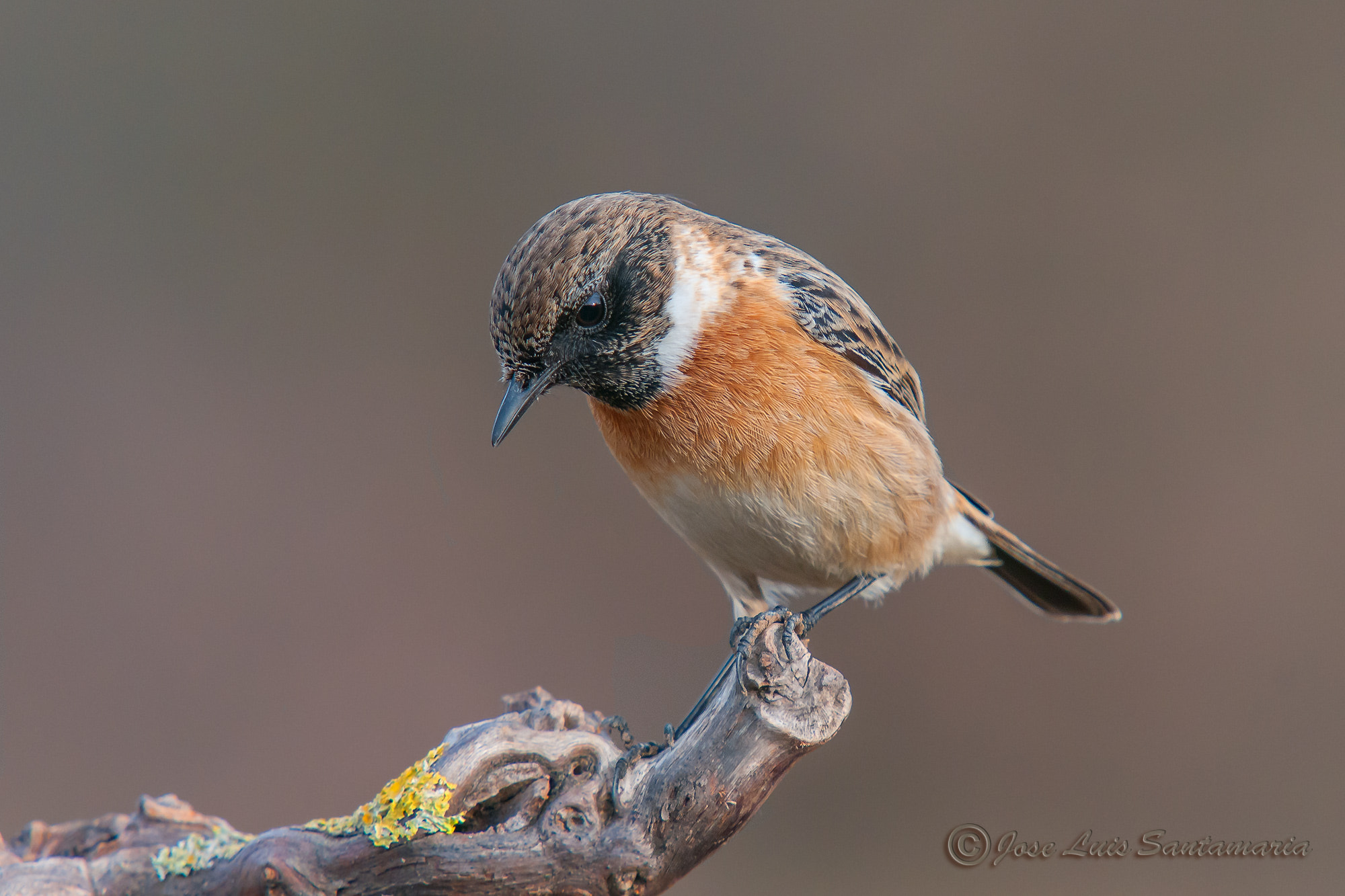 Nikon D300S + Sigma 50-500mm F4-6.3 EX APO RF HSM sample photo. Observando... photography