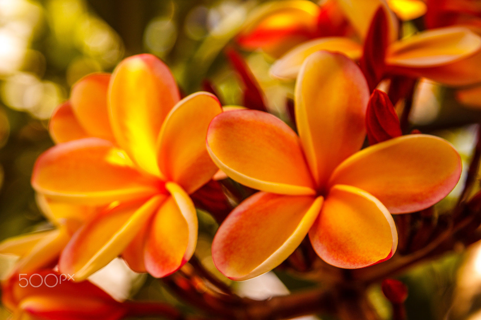 Canon EF-S 17-85mm F4-5.6 IS USM sample photo. Plumeria flowers photography