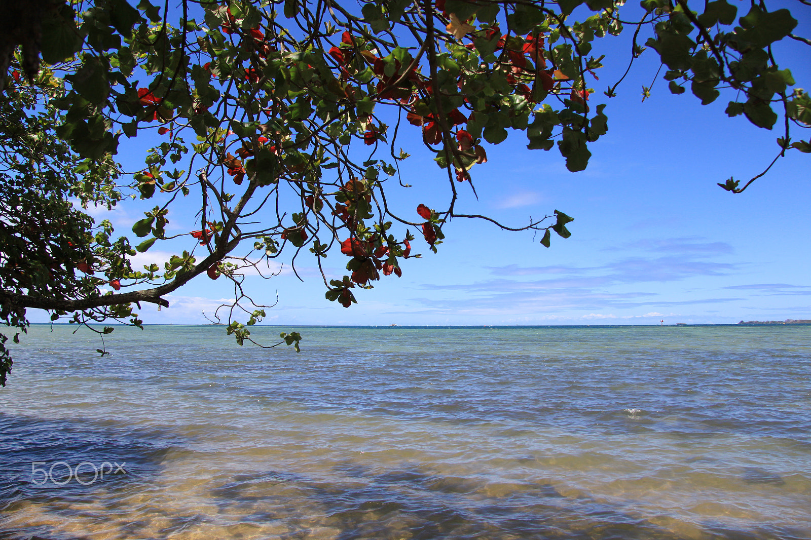 Canon EF-S 17-85mm F4-5.6 IS USM sample photo. Ocean under tree photography