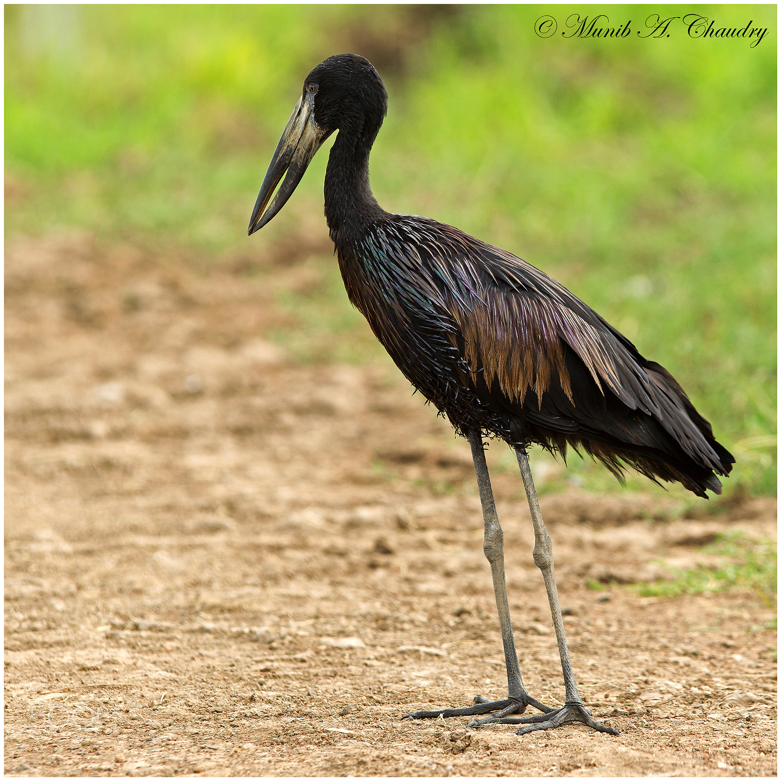 Canon EF 300mm F2.8L IS USM sample photo. The open-mouthed stork! photography