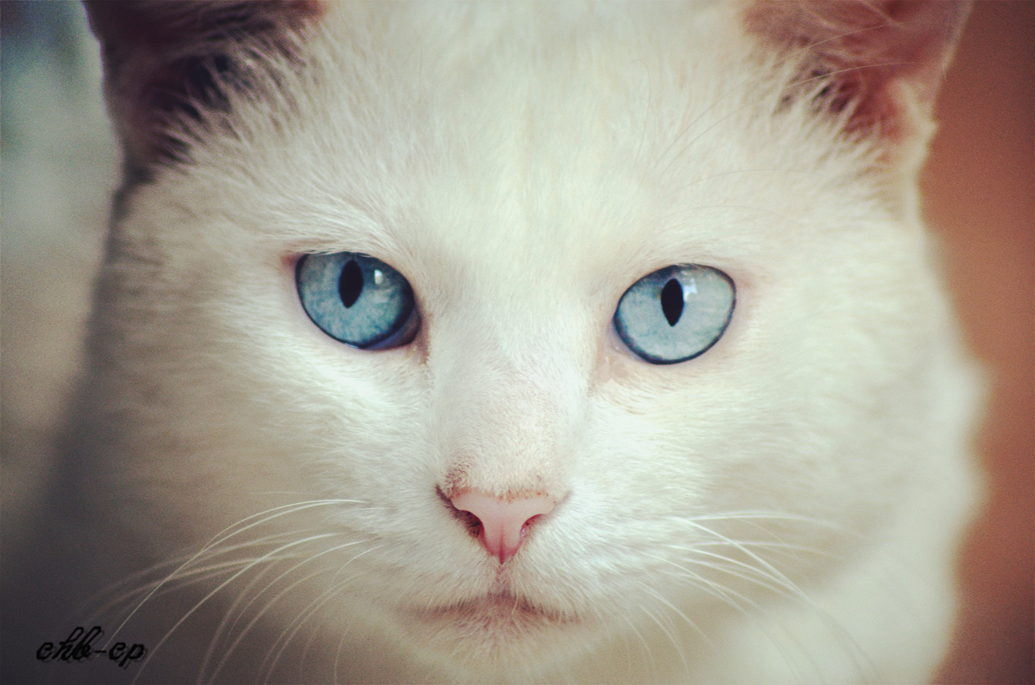 Nikon AF Nikkor 70-300mm F4-5.6G sample photo. Blue eyes photography