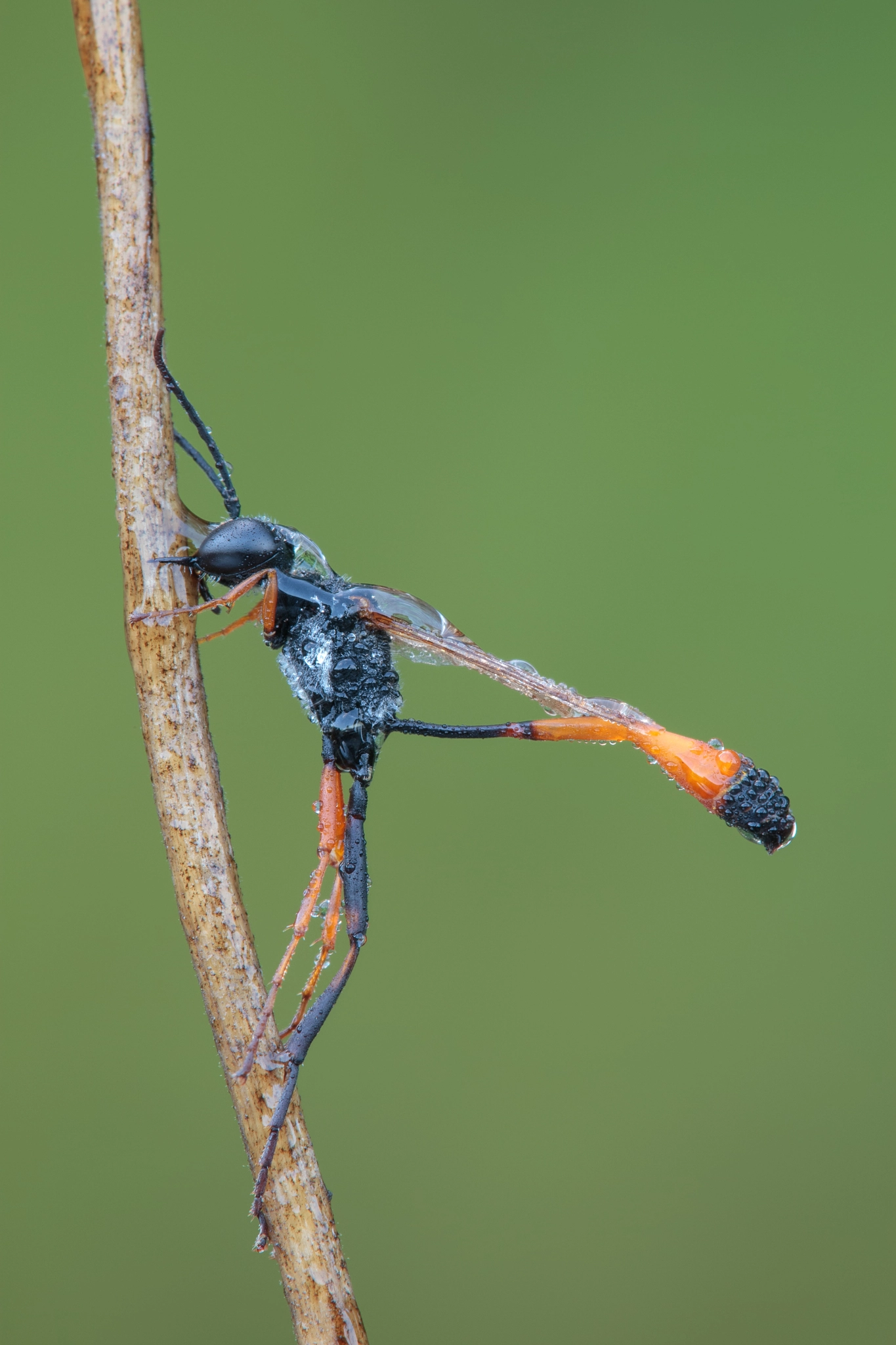 Canon EOS-1D Mark III + Tamron SP AF 180mm F3.5 Di LD (IF) Macro sample photo. Ammophila sabulosa photography