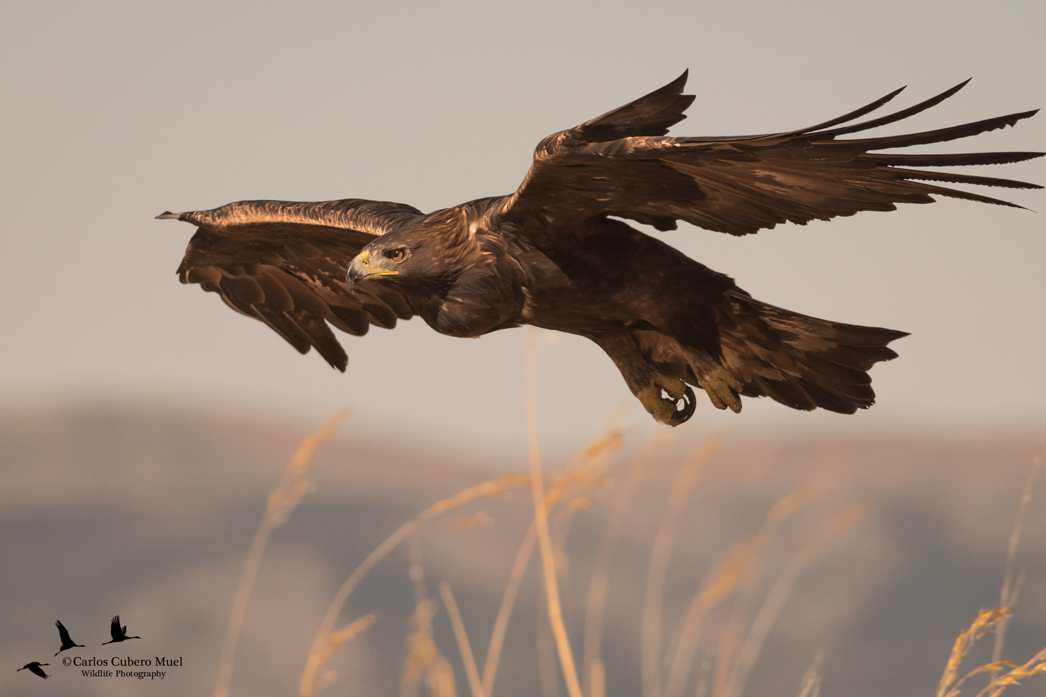 Nikon D750 + Nikon AF-S Nikkor 300mm F4D ED-IF sample photo. Golden eagle flight photography