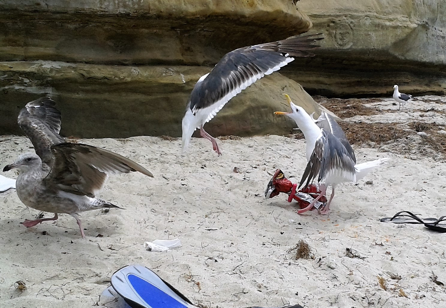 Samsung Galaxy S Stratosphere sample photo. Comical birdz lajolla photography