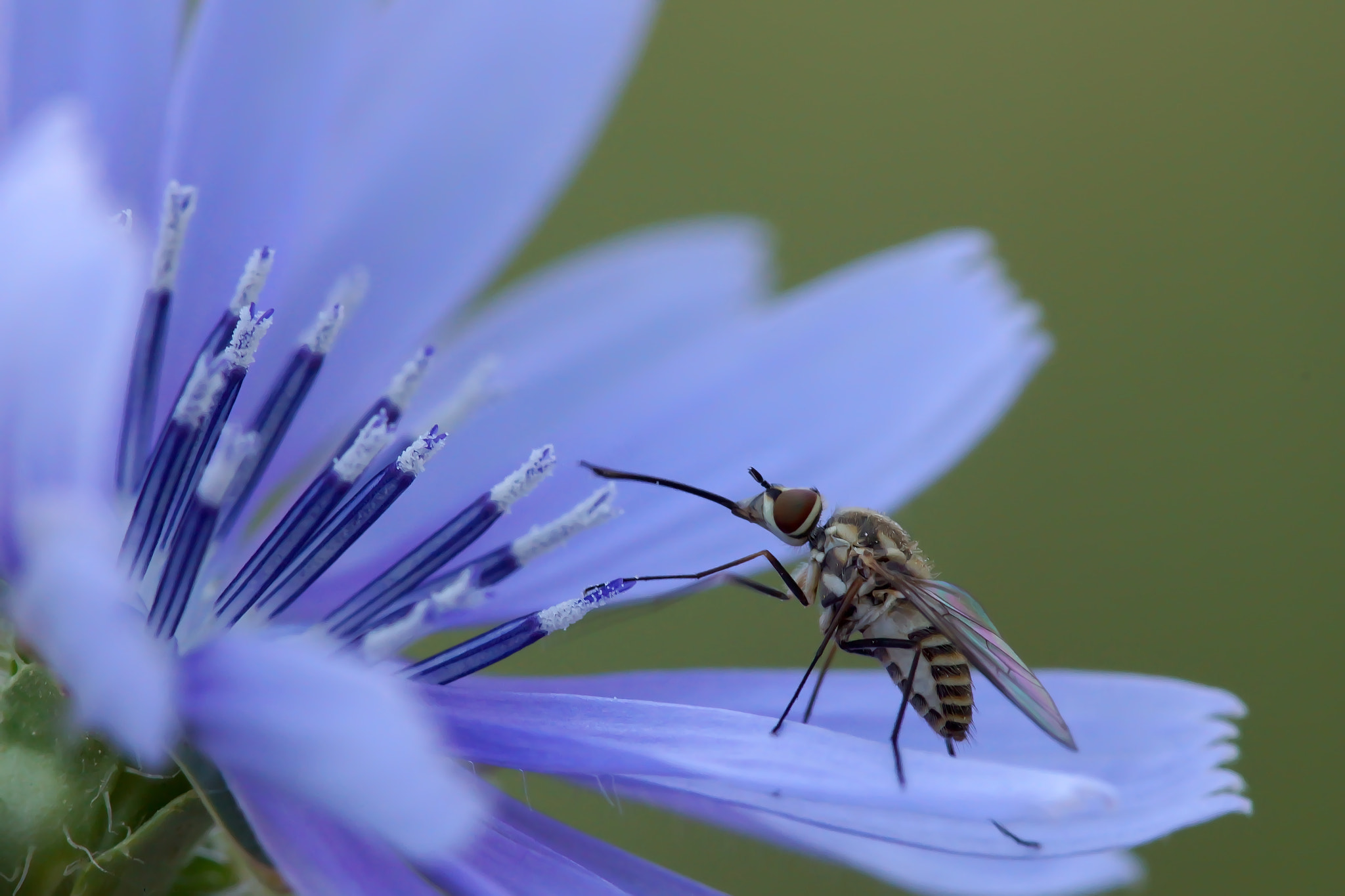 Sony SLT-A77 + Tamron SP AF 90mm F2.8 Di Macro sample photo. Dsc photography