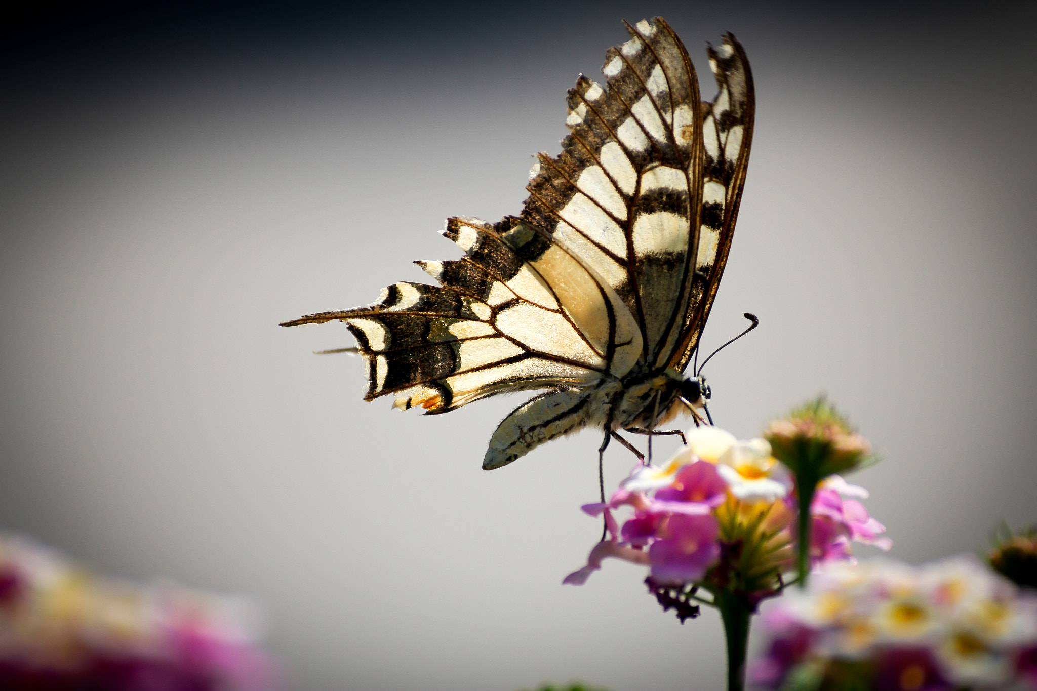 Canon EOS 60D + Sigma 50-200mm F4-5.6 DC OS HSM sample photo. Schwalbenschwanz (papilio machaon) photography