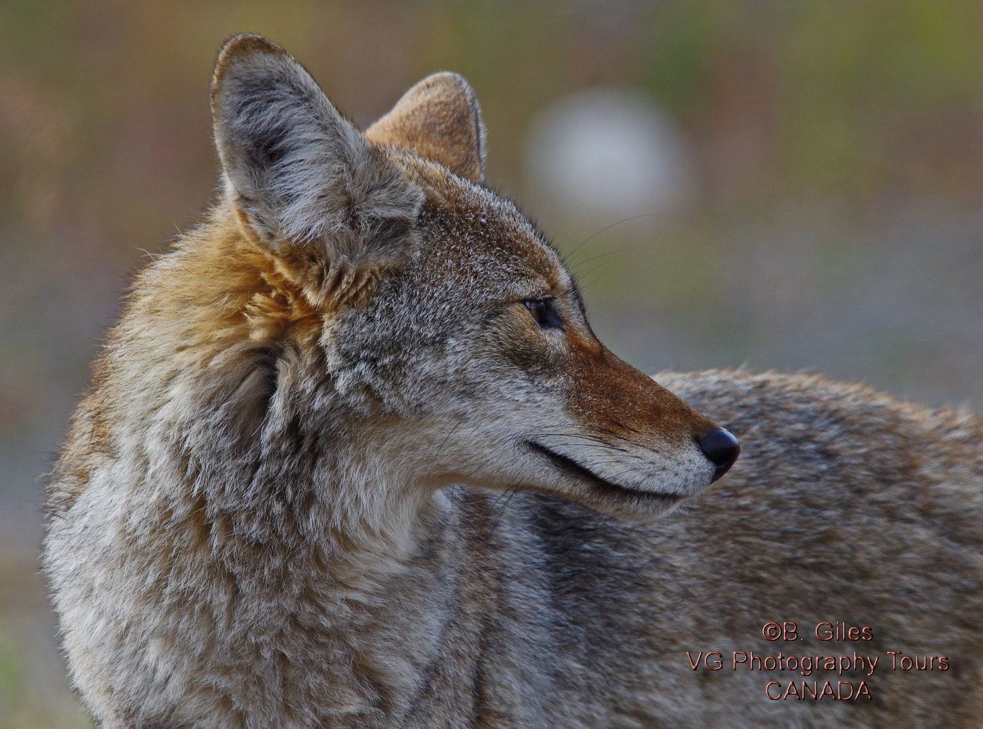 Sigma 150-500mm F5-6.3 DG OS HSM sample photo. Yukon backwards glance photography