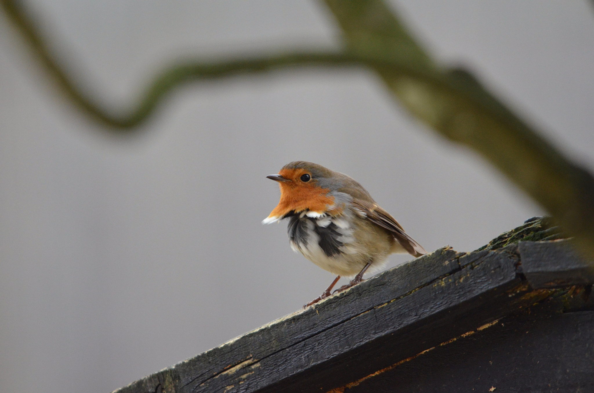 Sigma 150-500mm F5-6.3 DG OS HSM sample photo. Updraft! photography
