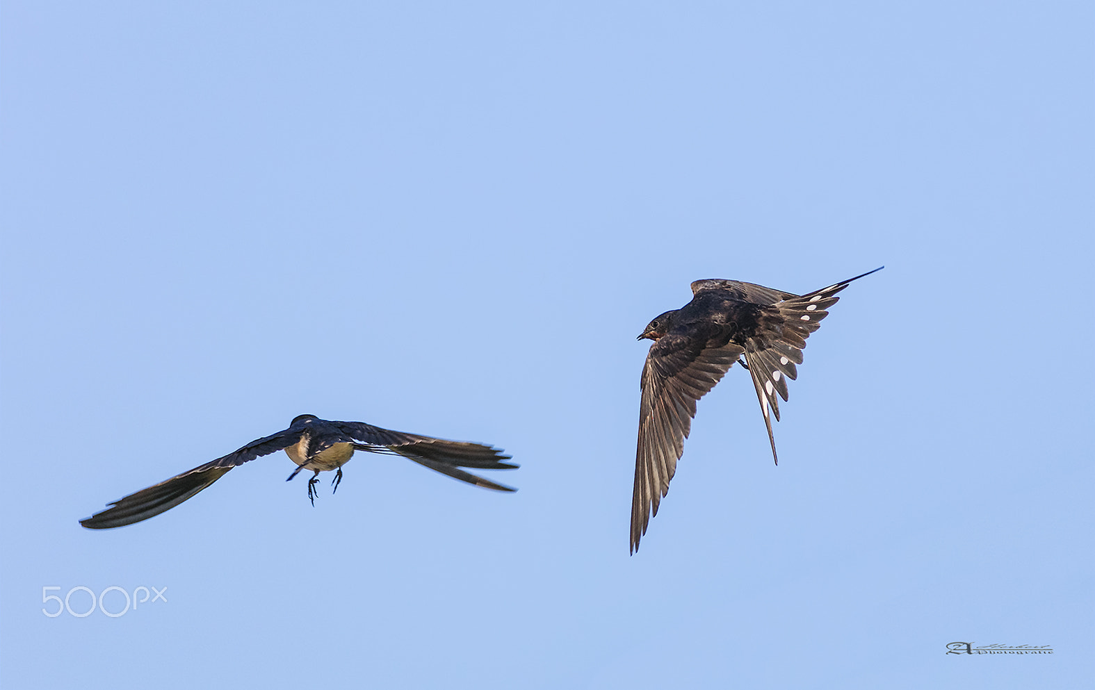 Canon EF 600mm F4L IS USM sample photo. Fang mich photography