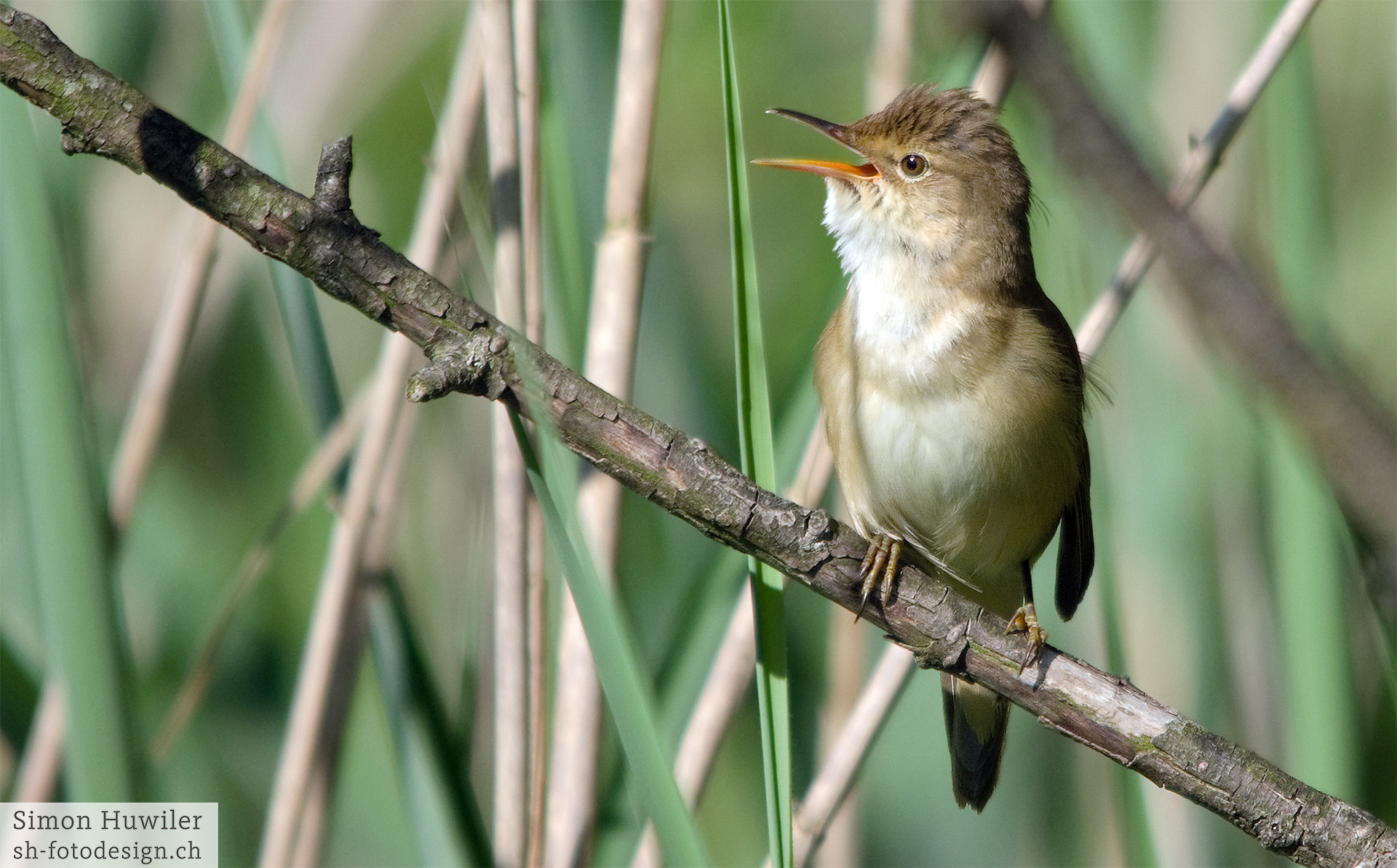 Sigma 70-200mm F2.8 EX DG Macro HSM II sample photo. Reed warbler photography