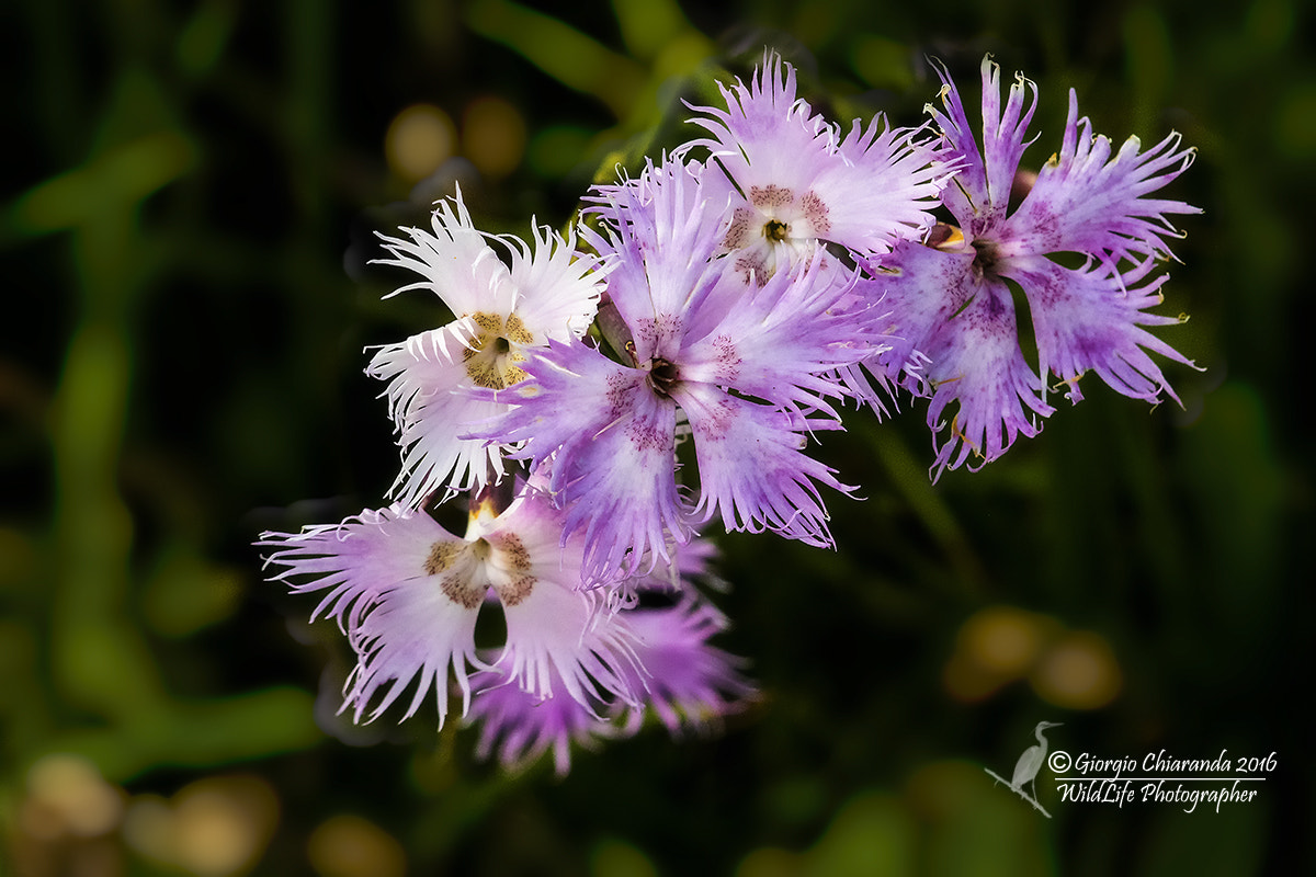 Sigma APO Macro 150mm f/2.8 EX DG HSM sample photo. Garofano a pennacchio(dianthus superbus) photography