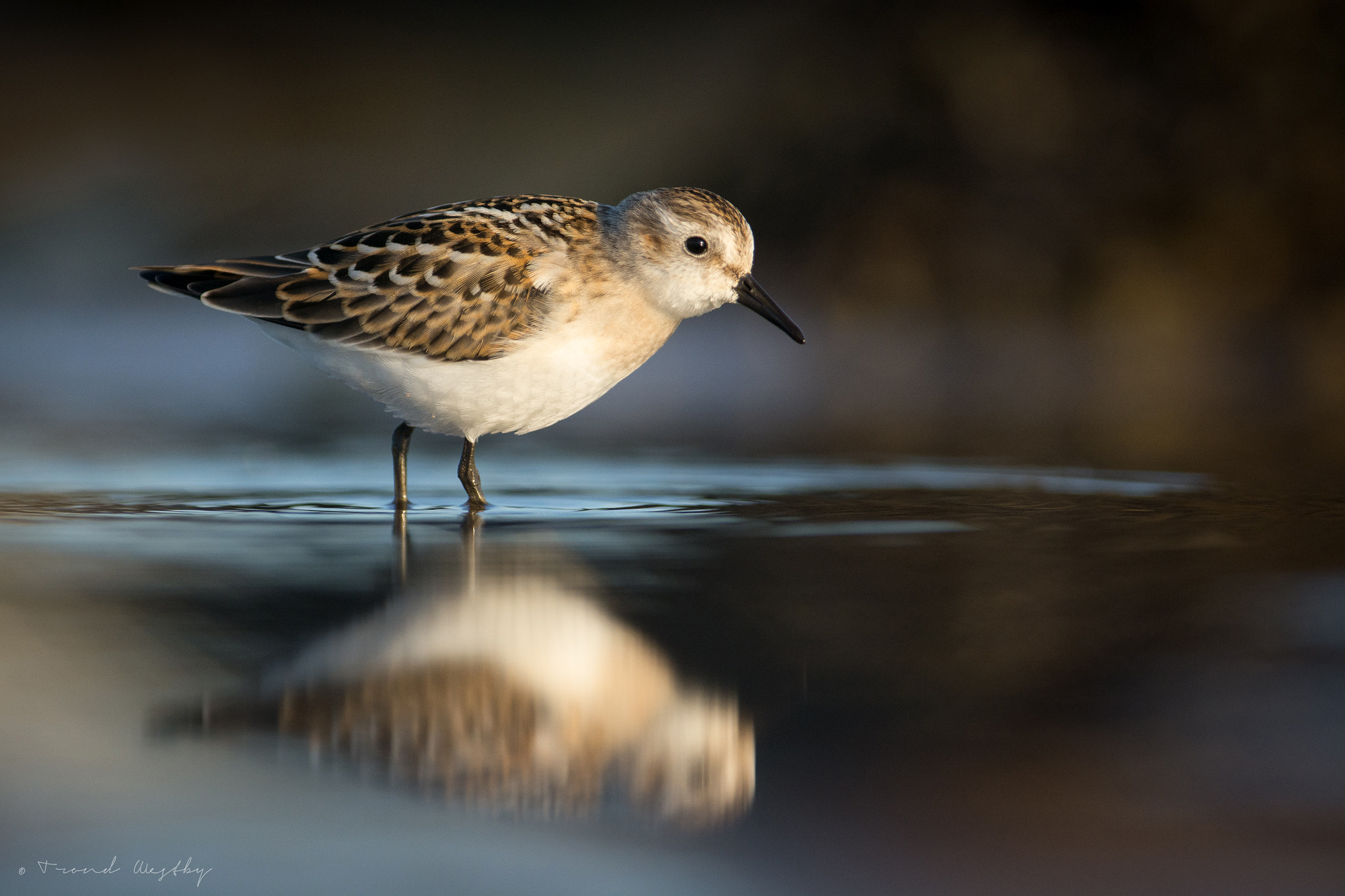 Nikon AF-S Nikkor 300mm F2.8G ED VR II sample photo. Little stint photography