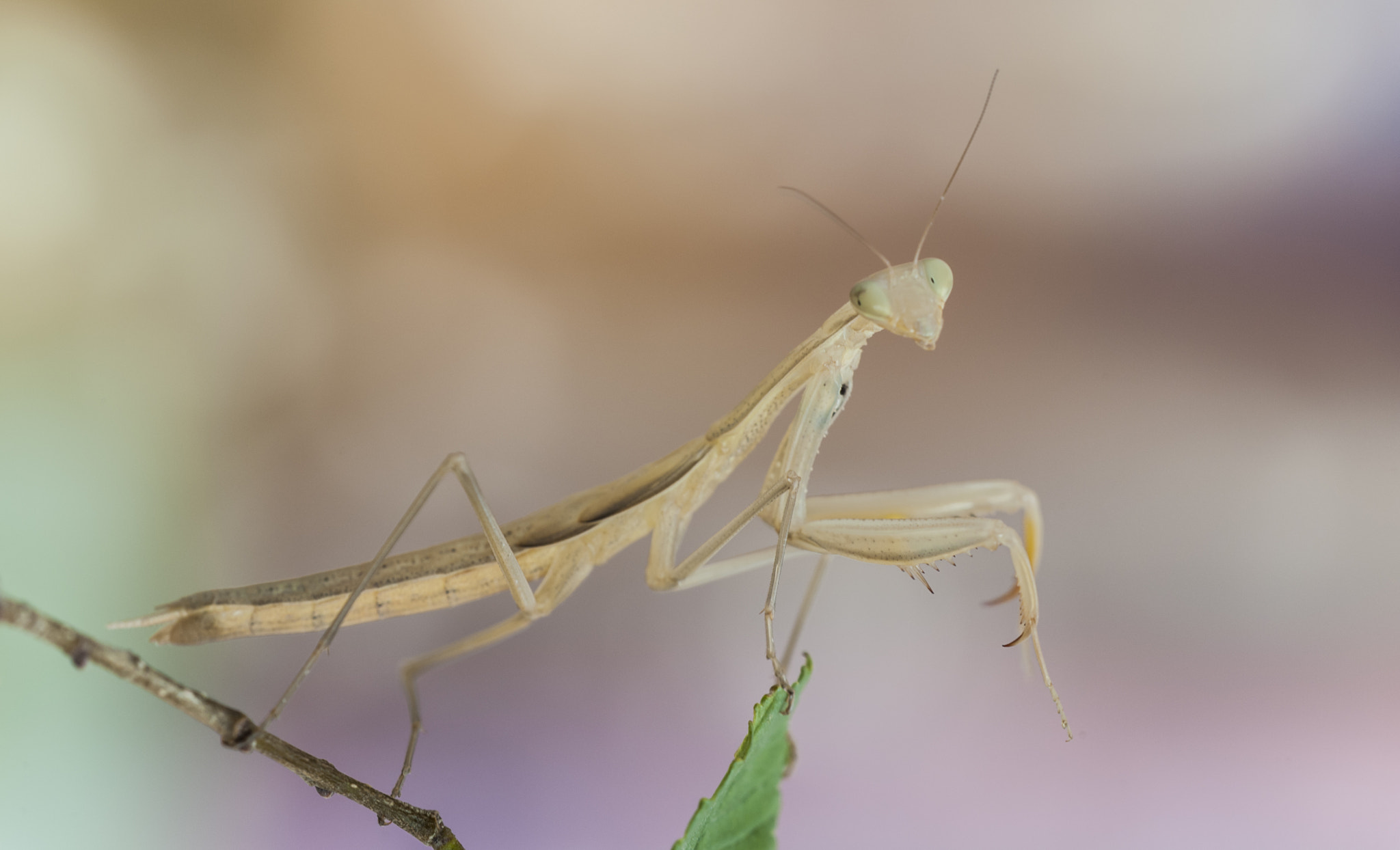 Sigma APO Macro 180mm F3.5 EX DG HSM sample photo. Mantis photography