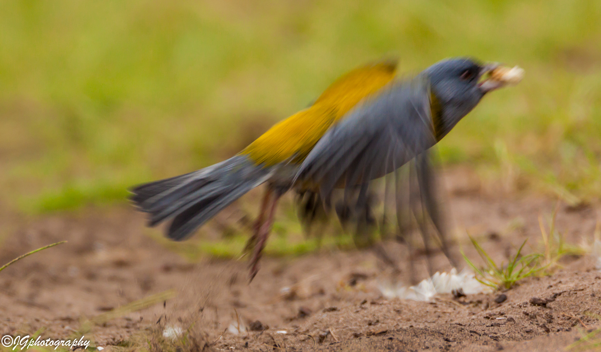Tamron SP 150-600mm F5-6.3 Di VC USD sample photo. #photography #bird #animal #animalphotography #fot ... photography