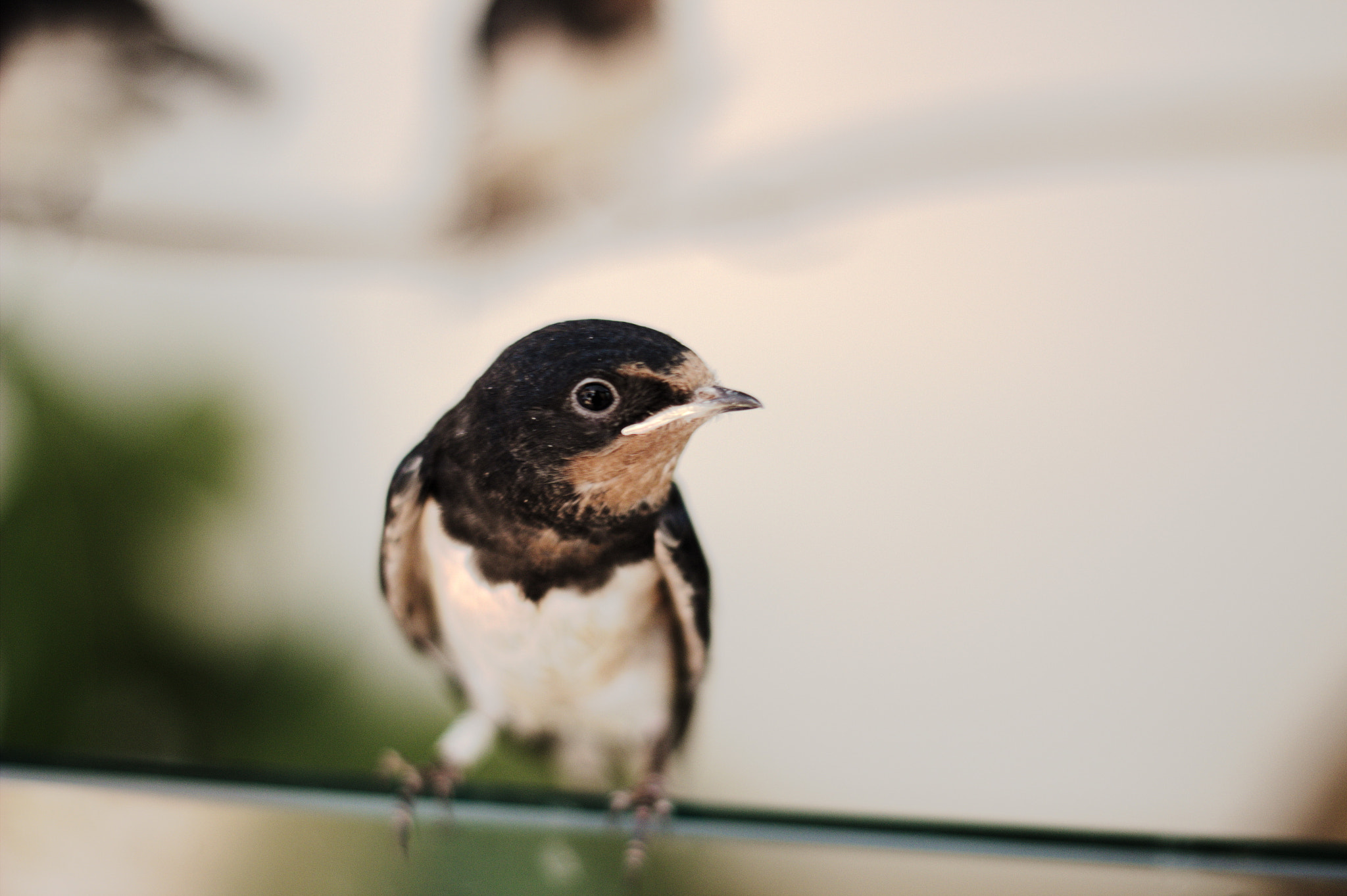 Canon EOS 600D (Rebel EOS T3i / EOS Kiss X5) sample photo. Young barn swallow photography