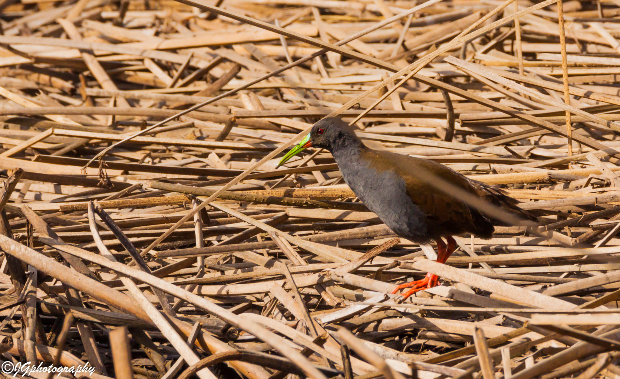 Tamron SP 150-600mm F5-6.3 Di VC USD sample photo. #photography #photo #naturephotography #wildlife # ... photography