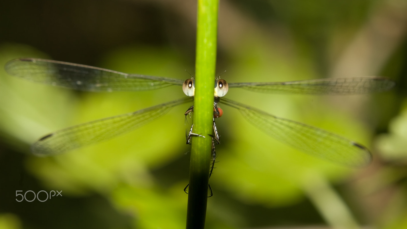 Canon EF 100-400mm F4.5-5.6L IS USM sample photo. Odonata. uhd wallpaper. photography