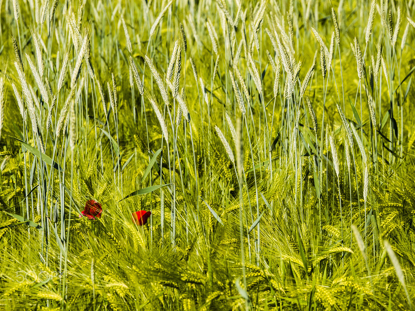 LUMIX G VARIO 45-150/F4.0-5.6 sample photo. Lost poppies photography