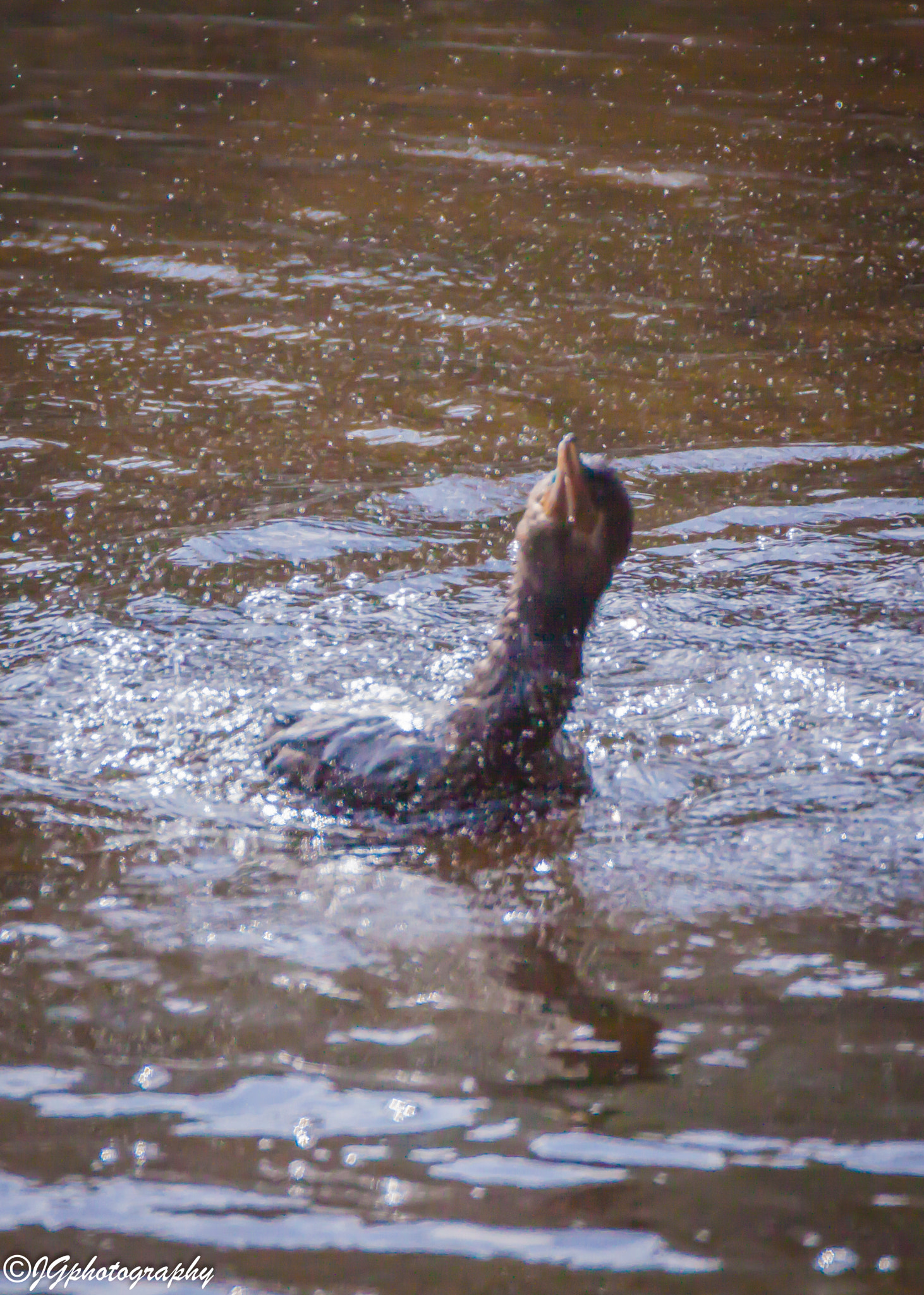 Tamron SP 150-600mm F5-6.3 Di VC USD sample photo. #photography #photo #animal #wildlife #naturephoto ... photography