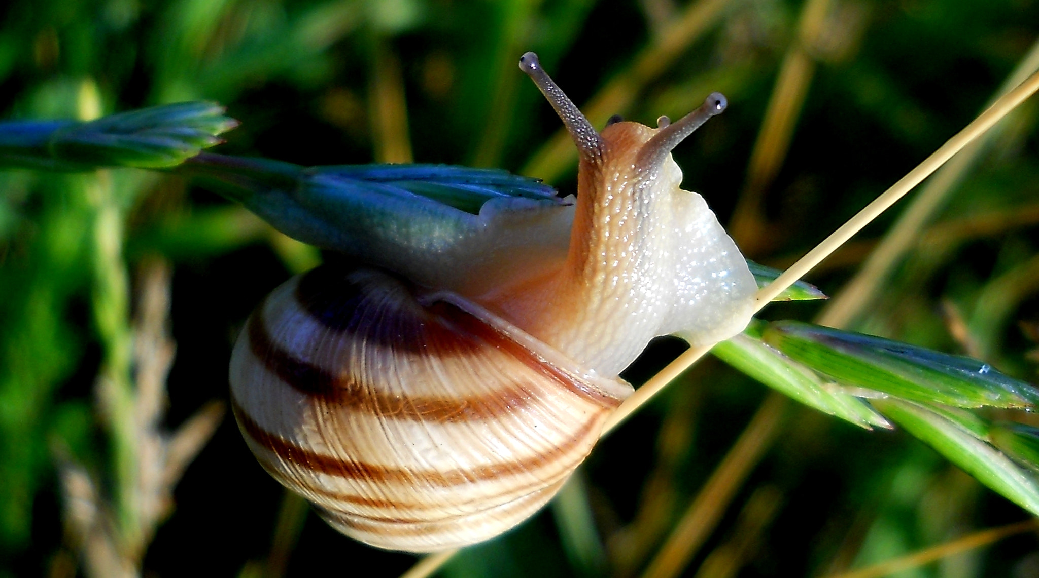 Nikon Coolpix L21 sample photo. Curious snail photography
