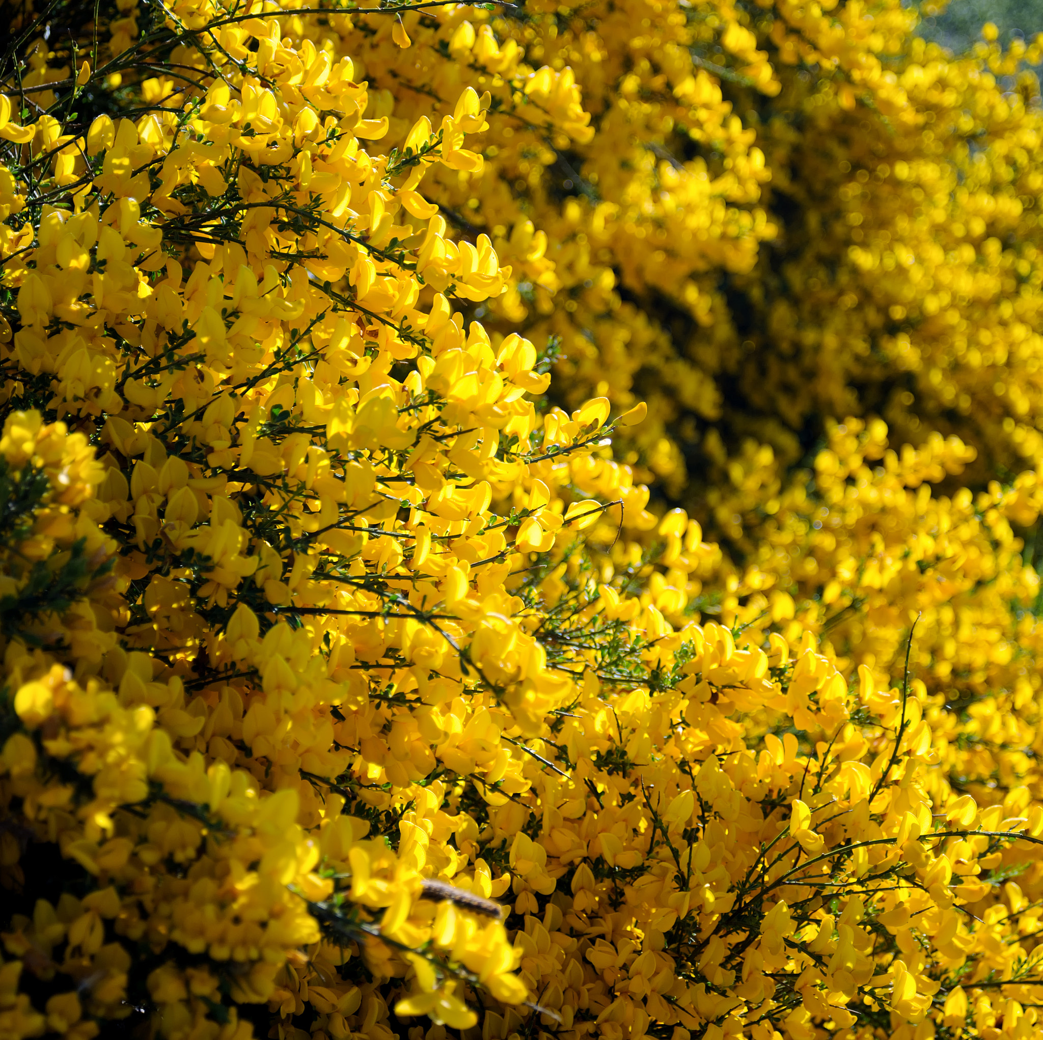 AF Zoom-Nikkor 28-80mm f/3.3-5.6G sample photo. Gorse photography