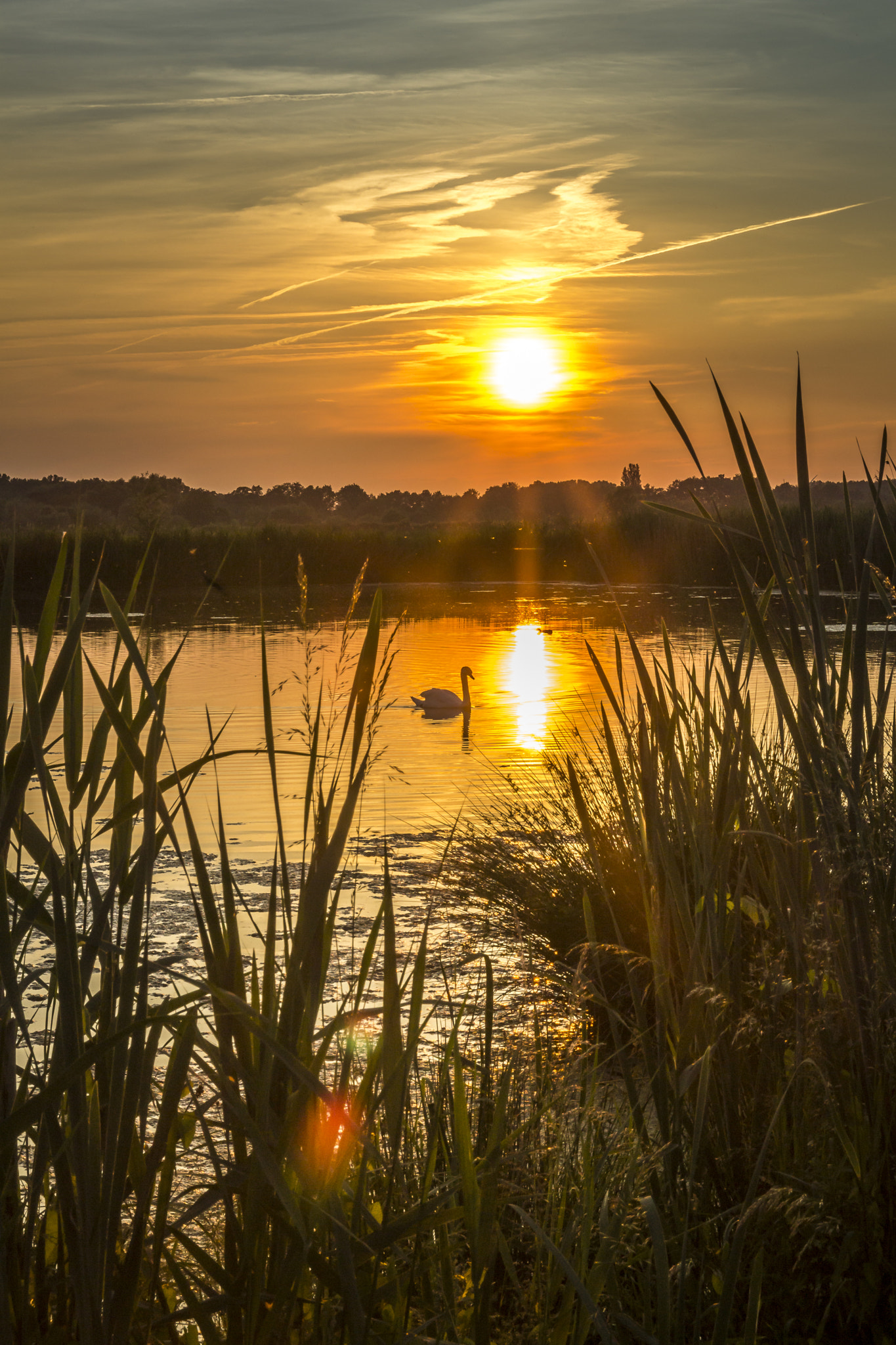 Canon EF-S 17-55mm F2.8 IS USM sample photo. Schwanensee photography