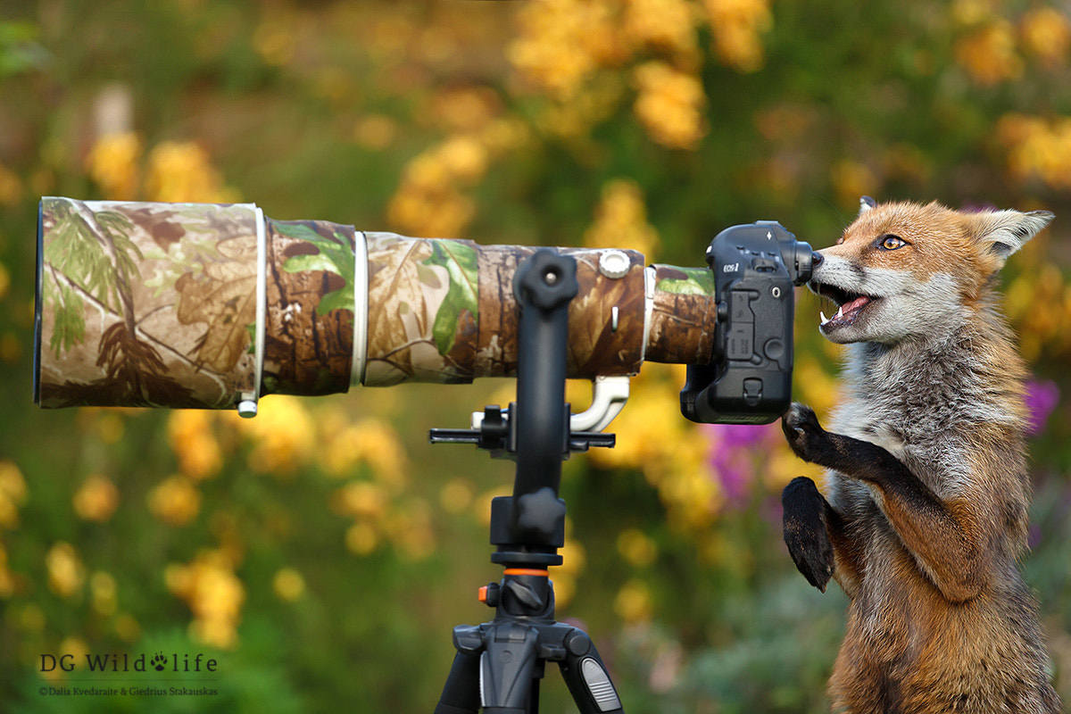 Canon EF 300mm F2.8L IS II USM sample photo. Pleased with the results photography