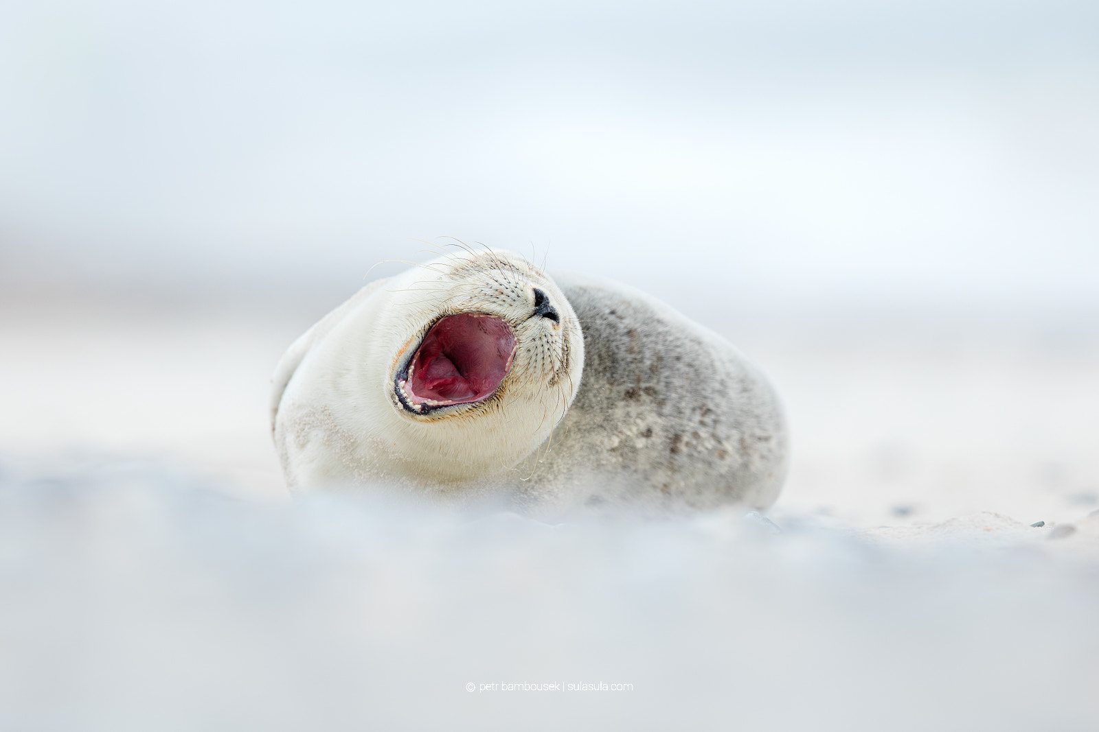 Canon EF 300mm F2.8L IS II USM sample photo. Seal | helgoland - düne photography