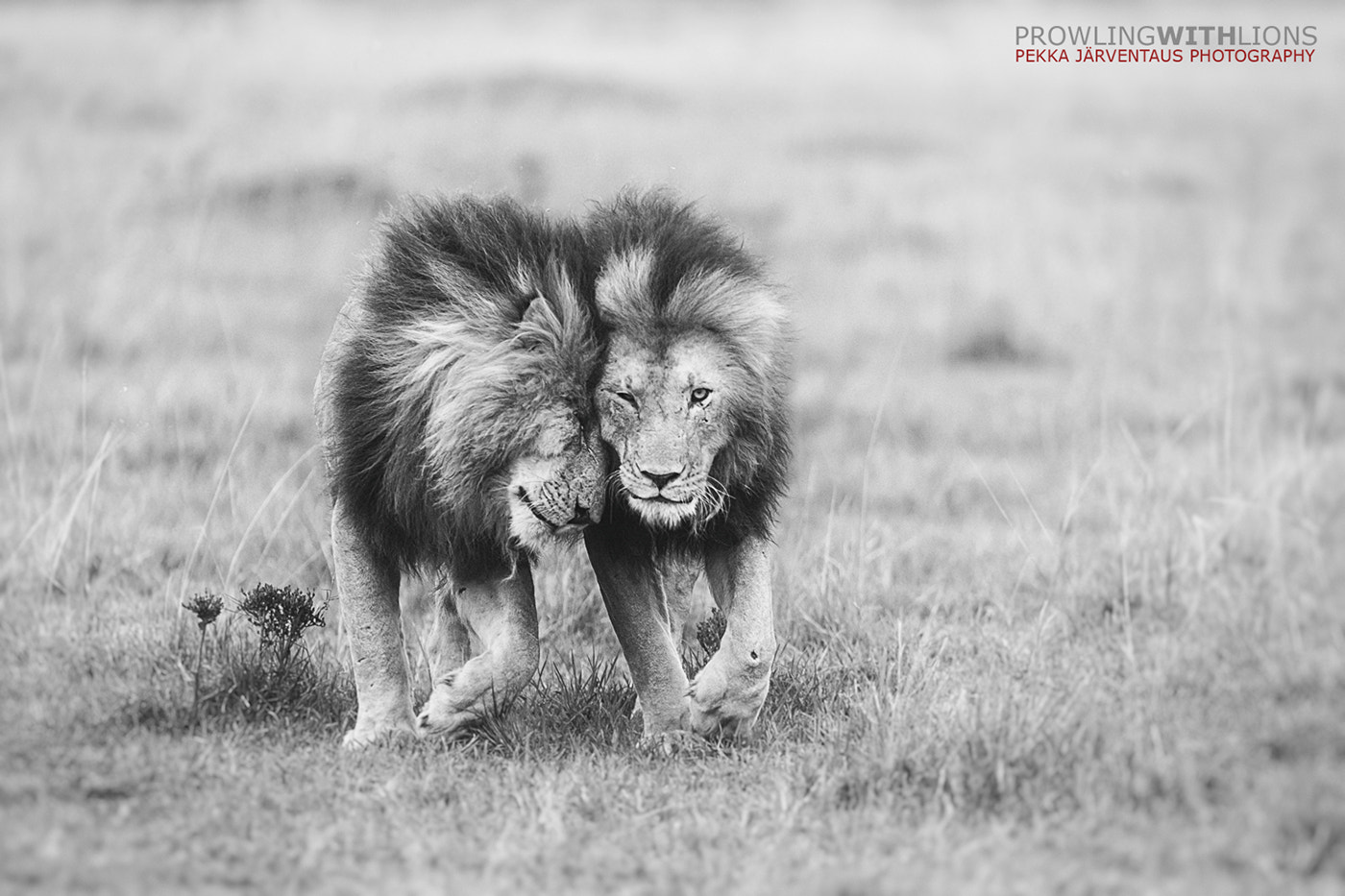 Canon EF 300mm f/2.8L sample photo. Brothers, masai mara photography