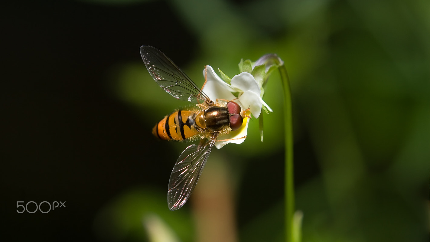 Canon EOS 30D + Canon EF 100-400mm F4.5-5.6L IS USM sample photo. Fly. uhd wallpaper photography