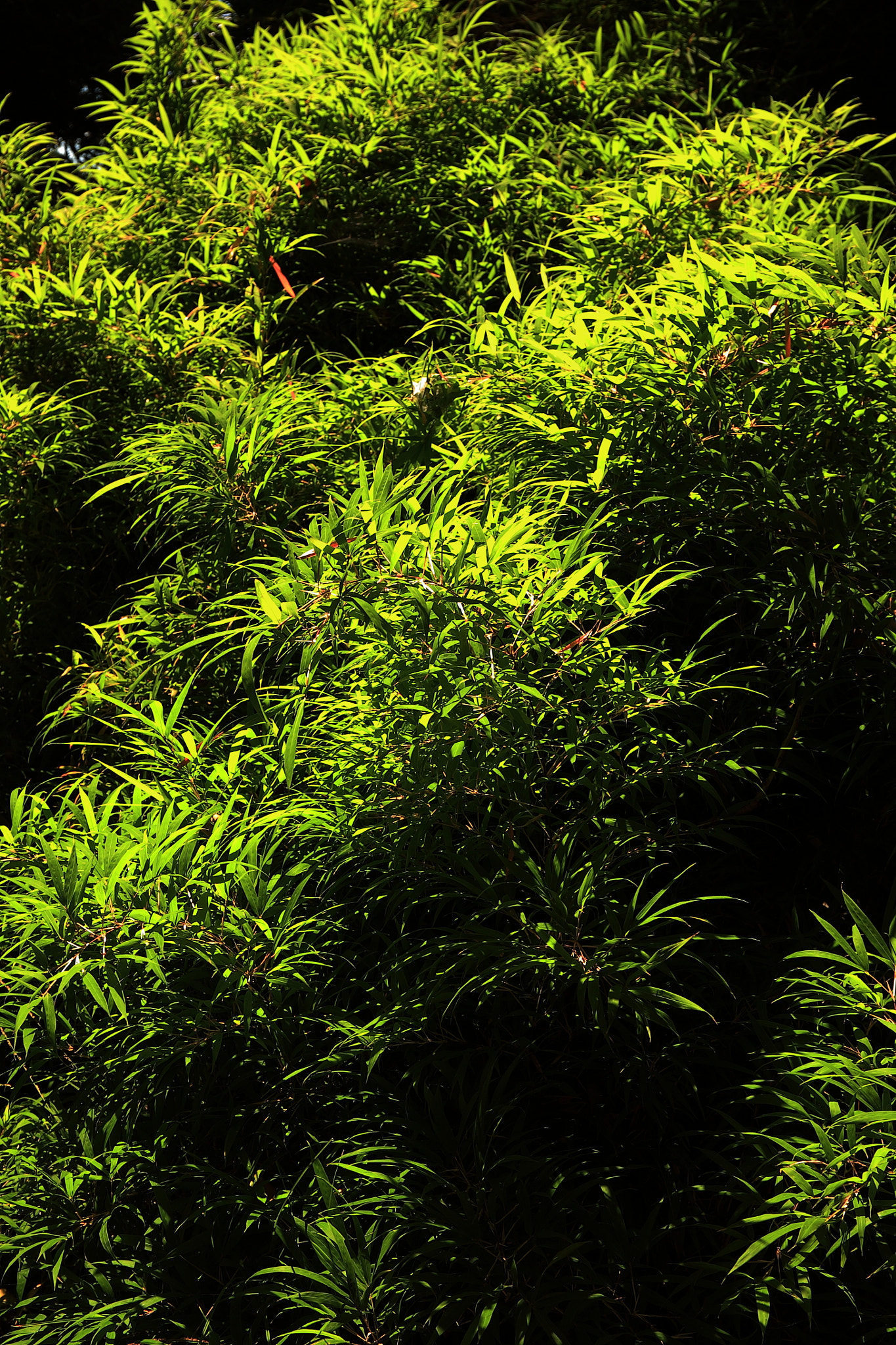Canon EF 24-70mm F4L IS USM sample photo. Green bamboo photography