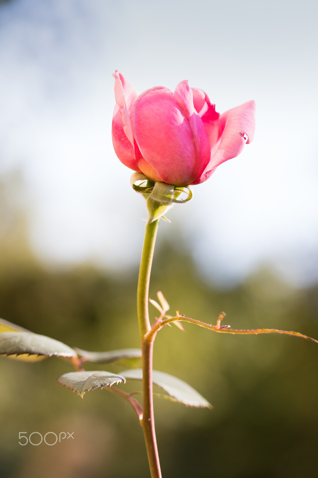 Canon EF 100mm F2.8L Macro IS USM sample photo. Rose du jardin photography
