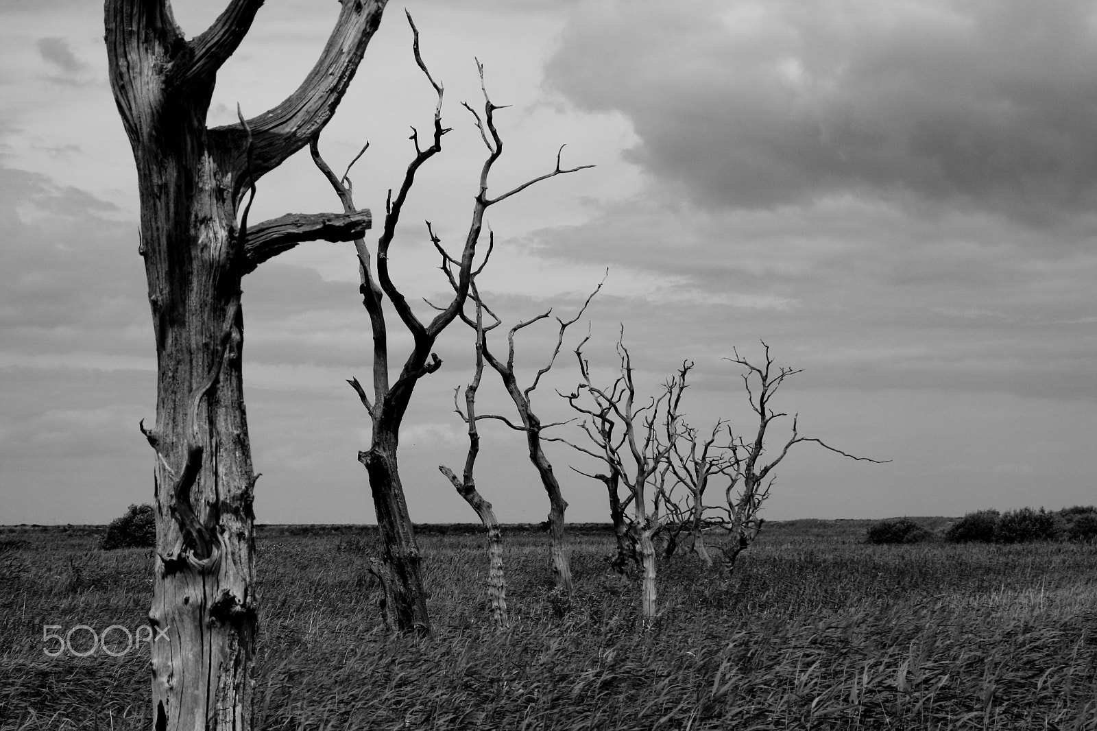 Sigma 50-500mm f/4-6.3 APO HSM EX sample photo. Titchwell trees photography