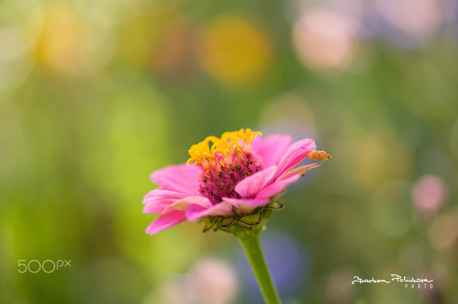 Nikon AF-S Micro-Nikkor 60mm F2.8G ED sample photo. Beauty and the beast photography