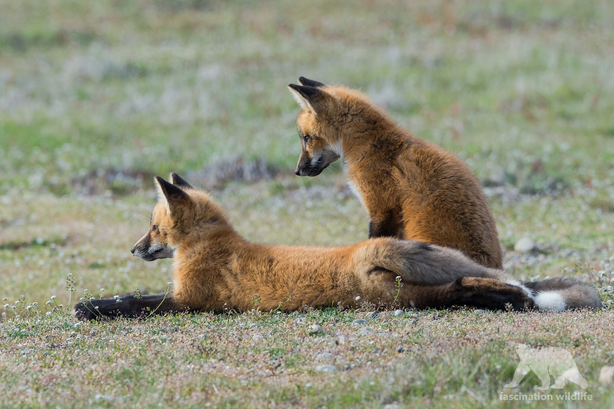 Sigma 150-600mm F5-6.3 DG OS HSM | S sample photo. Fox cubs photography