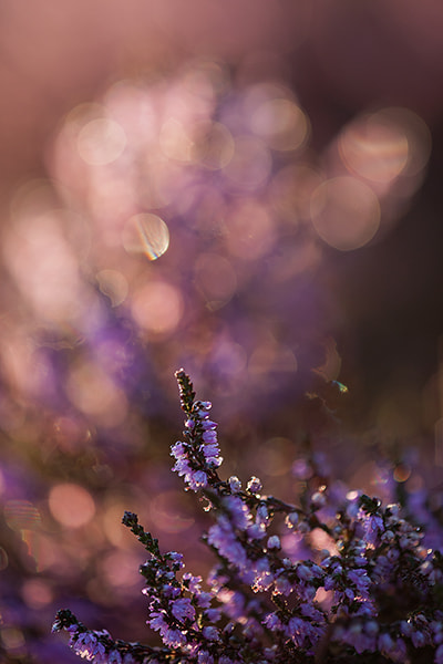 Canon EF 180mm F3.5L Macro USM sample photo. Heather near by photography
