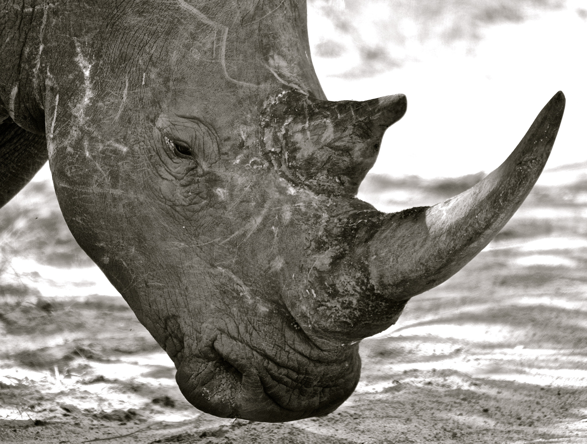 Nikon D600 + Sigma 50-500mm F4.5-6.3 DG OS HSM sample photo. White rhino photography