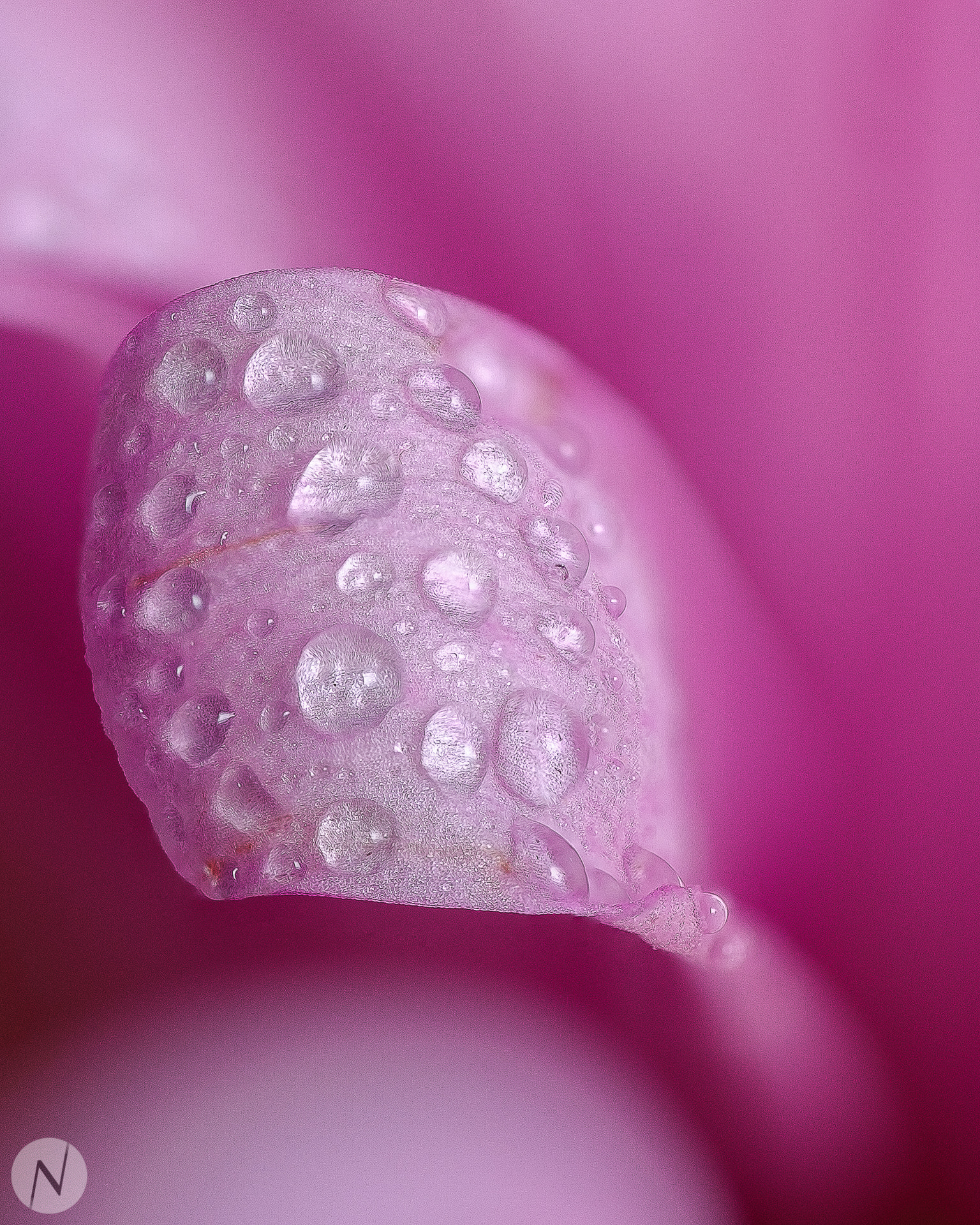 ZEISS Touit 50mm F2.8 sample photo. Drops on flower photography