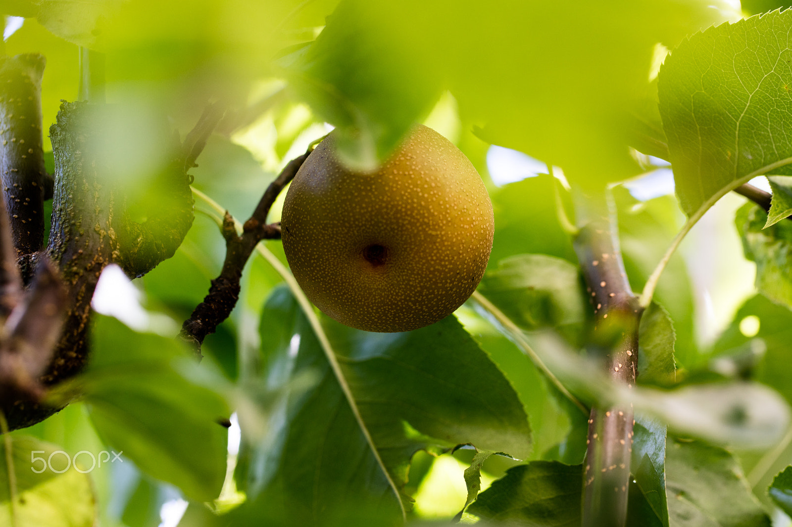 Canon EF 100mm F2.8L Macro IS USM sample photo. Poire du jardin photography