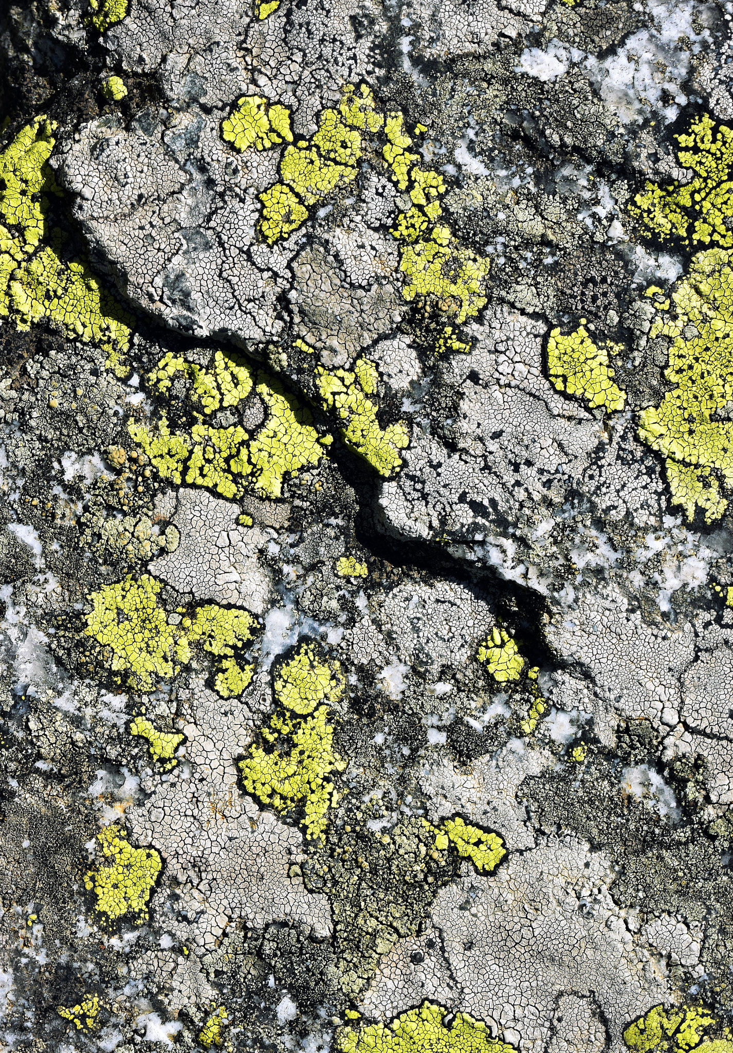 Nikon D5500 sample photo. Detail granite rock with yellow moss photography